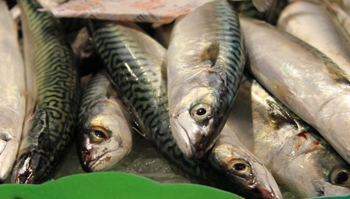 Peces ricos en Omega-3, un excelente indicador de la condición o salud de los organismos marinos