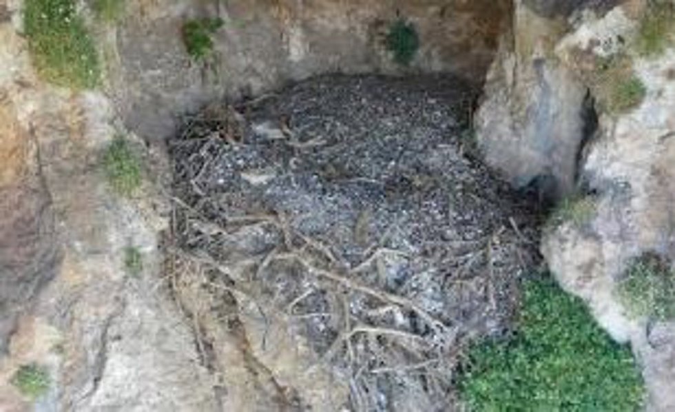 Un estudio de la UC confirma que los nidos de quebrantahuesos son "cápsulas del tiempo" que albergan objetos humanos