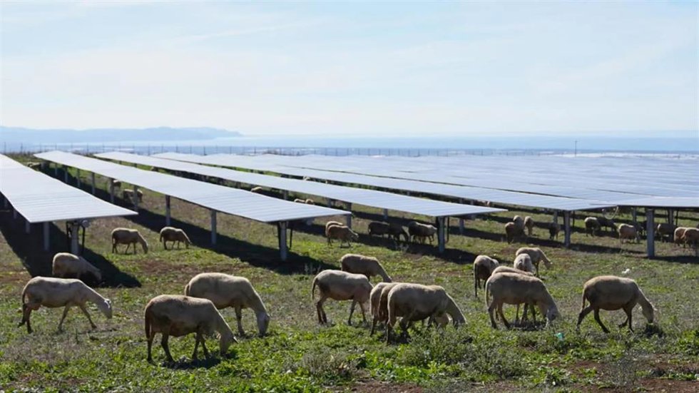 Ovejas bajo los paneles solares en Italia.