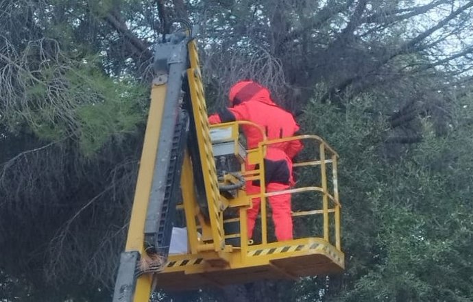 Una empressa especializada, efectivos del Consorcio Provincial de Bomberos y las áreas de Medio Ambiente y Servicios Operativos del Ayuntamiento han participado en el dispositivo para retirar el avispero que será analizado en la Universidad de Valencia.