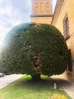 El laurel situado en la lonja del Hospital de Santiago.