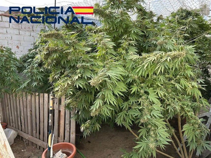 Plantación de marihuana imcautada en Villanueva de la Serena (Badajoz)