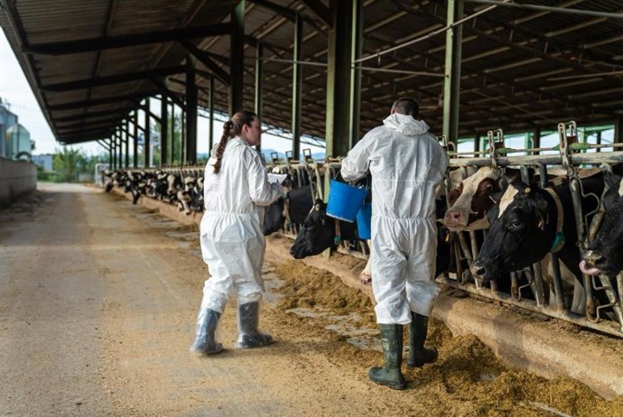 Archivo - Procés de vacunació a la zona afectada per la dermatosis nodular contagiosa