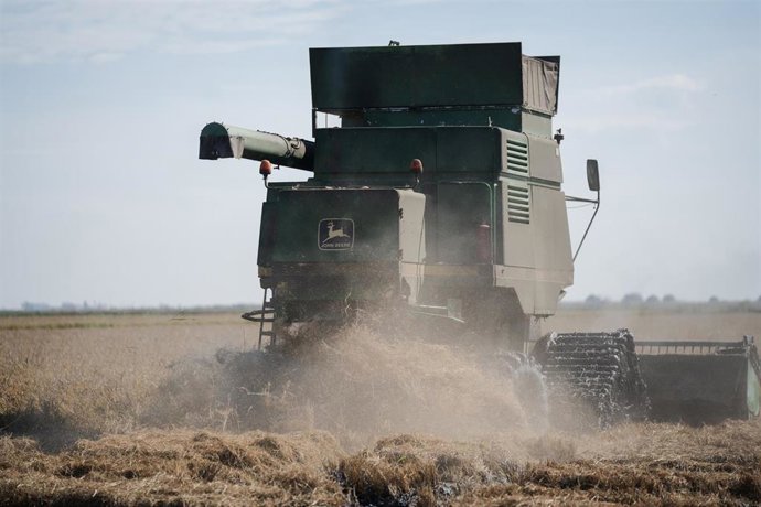 Archivo - Cosechadora de arroz durante la recolecta en las marismas del Guadalquivir.