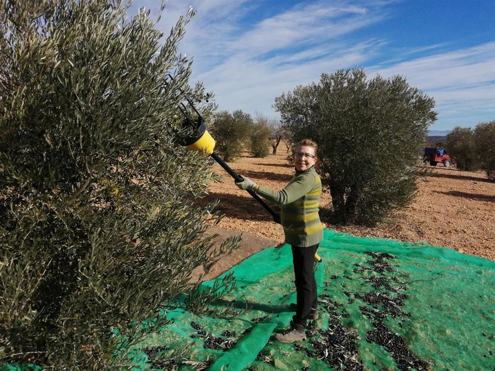 Isabel Navarro recolectando aceituna