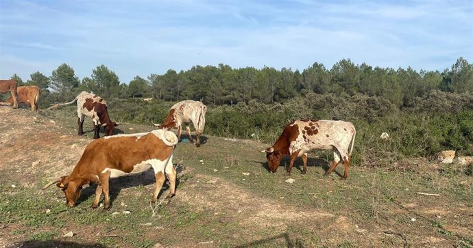 Archivo - Ganadería.