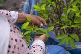 Foto: Harvard pide sacar la hoja de coca de la lista de drogas: “Es hora de corregir un error histórico”