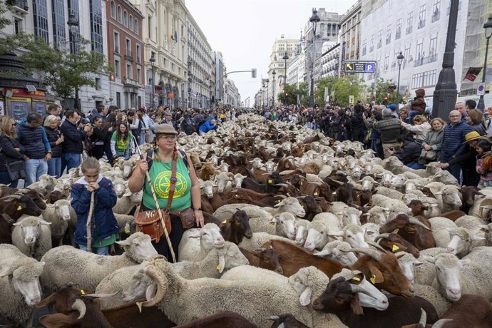 Rebaños de ovejas y cabras volverán a tomar este domingo el corazón de madrid en la Fiesta de la Trashumancia