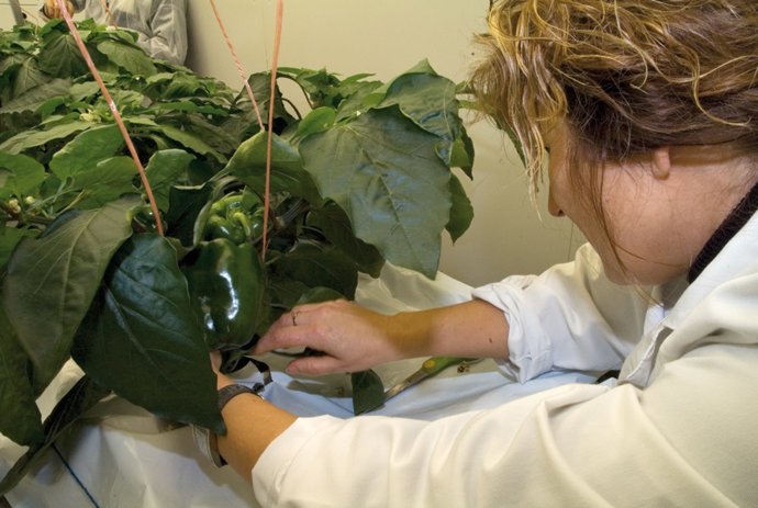 Archivo - Np Los Grupos Operativos De Innovación Disponen De Dos Meses Para Pedir Ayudas Para Sus Proyectos (Consejería De Agricultura, Ganadería, Pesca Y Desarrollo Sostenible)