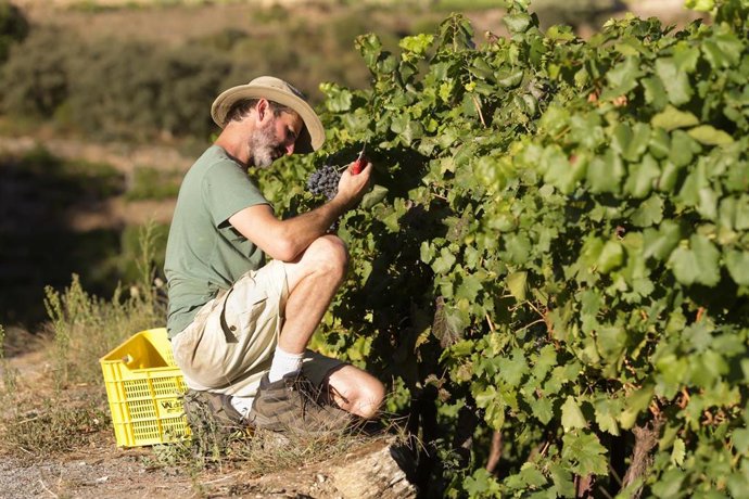 Archivo - Un vendimiador y cosechero recoge racimos de garnacha, a 9 de septiembre de 2022, en A Ribeira Sacra, Sober, Lugo, Galicia (España). Este año el grueso de la vendimia ha previsto una menor producción respecto a los 73 millones de kilos de uva de