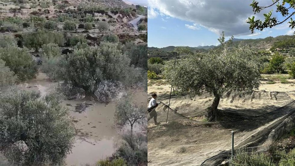 Asaja destaca las lluvias "beneficiosas" de la dana Alice en cultivos de secano en Alicante