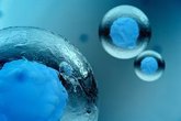 Foto: Crean en laboratorio estructuras similares a embriones humanos que producen sangre