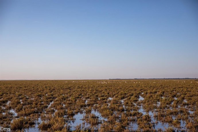Archivo - Imagen de la marisma de Doñana.
