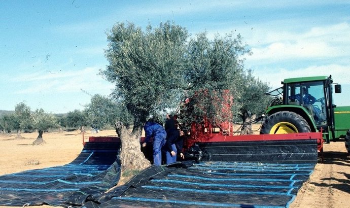 Archivo - Agricultura.- La DOP Aceite Villuercas-Ibores-Jara ya cuenta con la Protección Nacional Transitoria