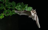Foto: Descubren nuevos coronavirus en murciélagos de España, algunos similares al SARS-CoV-2