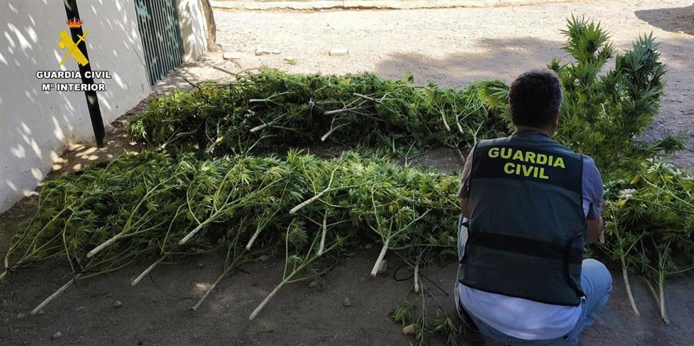 Un agente de la Guardia Civil junto a parte de las plantas de marihuana intervenidas en Turrillas (Almería).