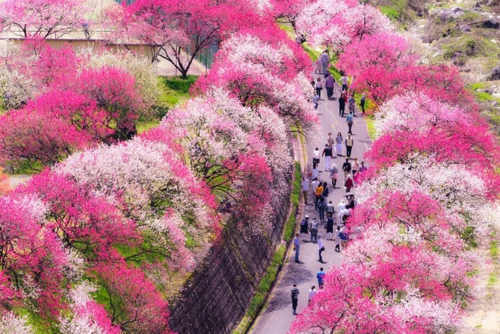 Archivo - Japón.