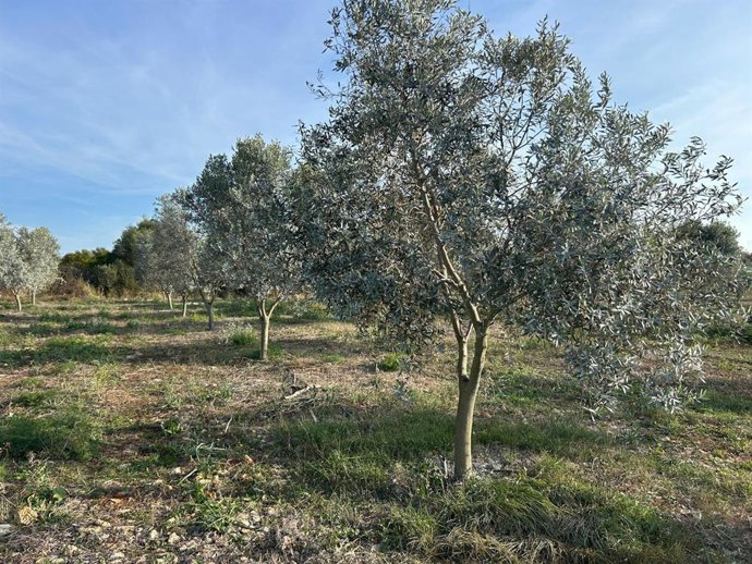 El Govern abona 13 millones de euros del primer pago del anticipo de las ayudas de la PAC 2025.