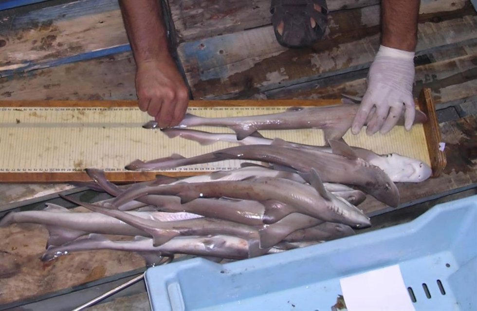 Archivo - Pescador mide distintos ejemplares de musola.