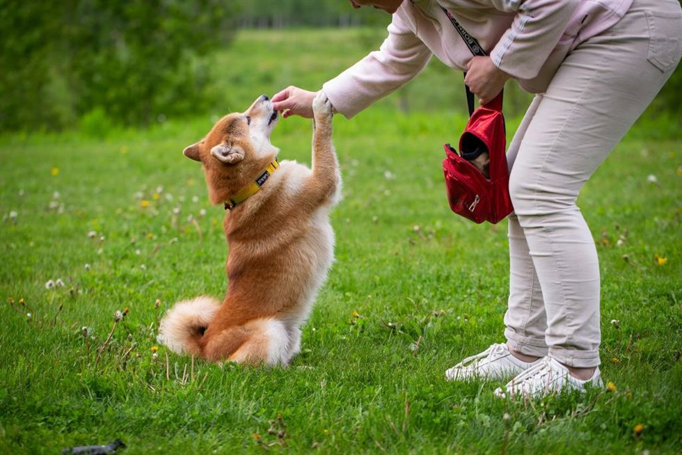 Cómo saber si tu perro es zurdo o diestro, por qué es importante saberlo y cómo influye en su carácter