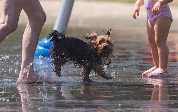 Archivo - Un perro juego en el agua para refrescarse en Madrid Rio, a 26 de junio de 2023, en Madrid (España). 