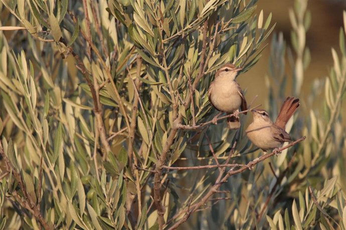 SEO/BirdLife insta al Gobierno a promover que la UE mantenga las garantías ambientales en la nueva PAC.