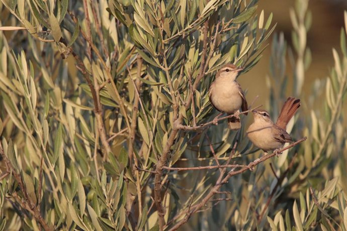 SEO/BirdLife insta al Gobierno a promover que la UE mantenga las garantías ambientales en la nueva PAC.