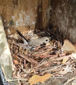 La carga parasitaria altera el comportamiento reproductivo de las aves, según un estudio del MNCN-CSIC y la UCM