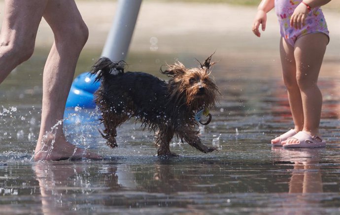 Archivo - Un perro juego en el agua para refrescarse en Madrid Rio, a 26 de junio de 2023, en Madrid (España). La Agencia Estatal de Meteorología (Aemet) ha alertado de la primera ola de calor del verano que llega a Madrid con la activación de la alerta r
