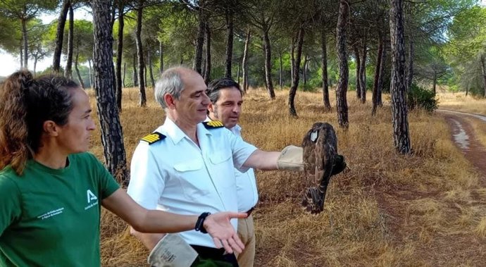 Suelta del ejemplar de águila ratonero recuperado en el CREA de Marismas Odiel, en Huelva.
