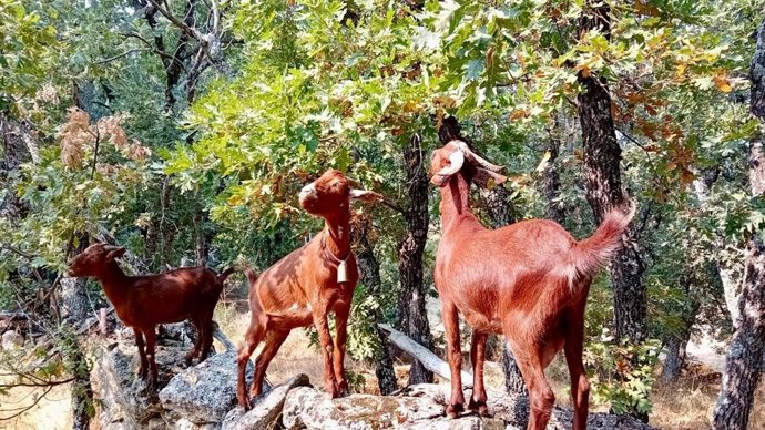 Cabras guisanderas.