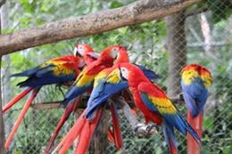 Guacamayos.