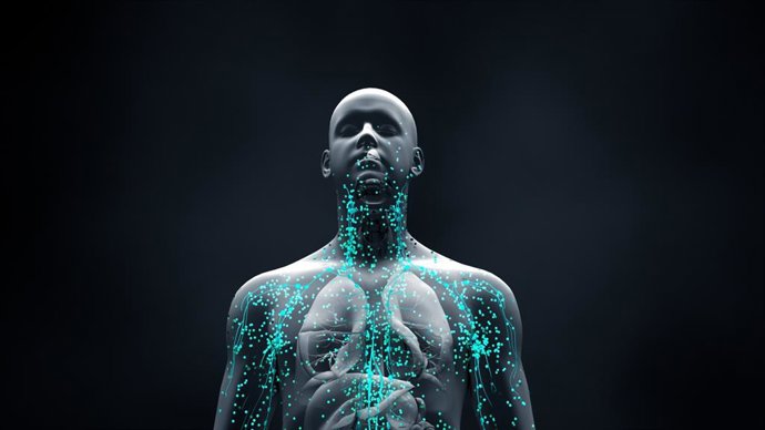 Archivo - Imagen de recurso de la recreación del sistema inmunitario.