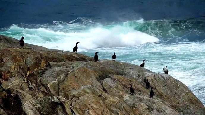 SEO/BirdLife pide que la Comisión Europea se oponga al plan de la FAO para los cormoranes: "Carece de base científica".