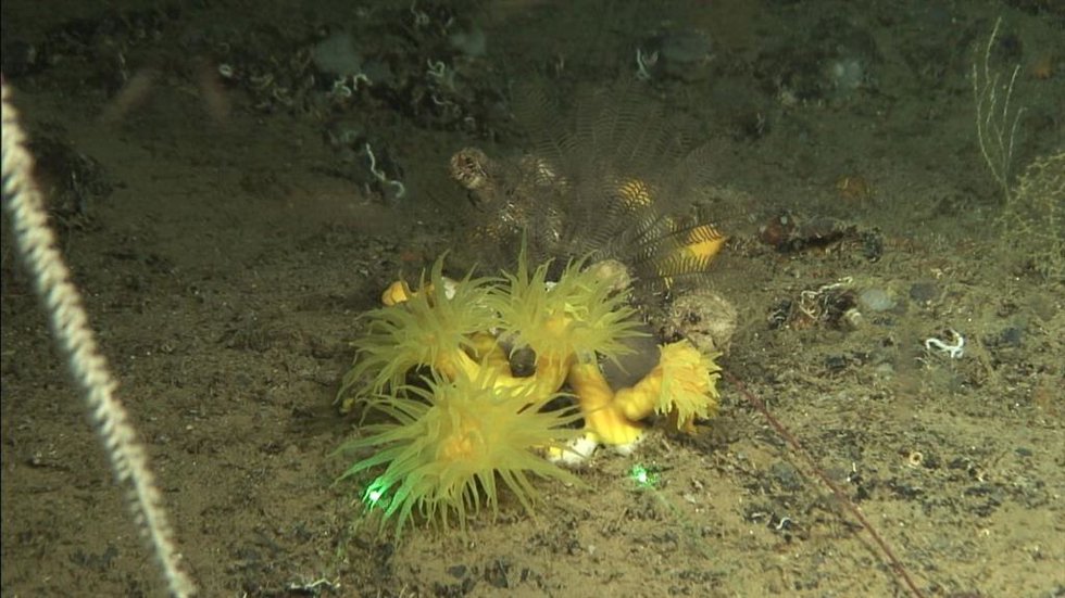 Ejemplar del coral 'Dendrophyllia cornigera' en uno de los cañones explorados