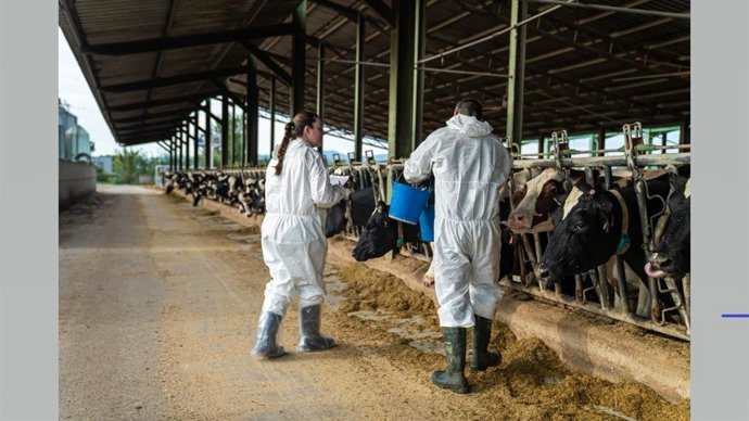Veterinarios vacunando al ganado en la zona afectada.