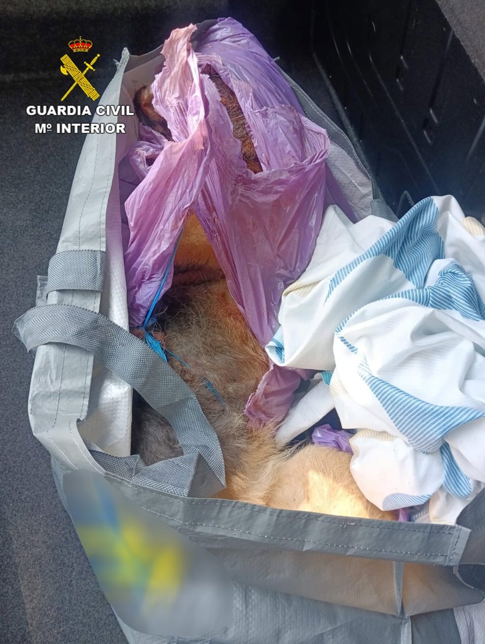 Restos del perro víctima.