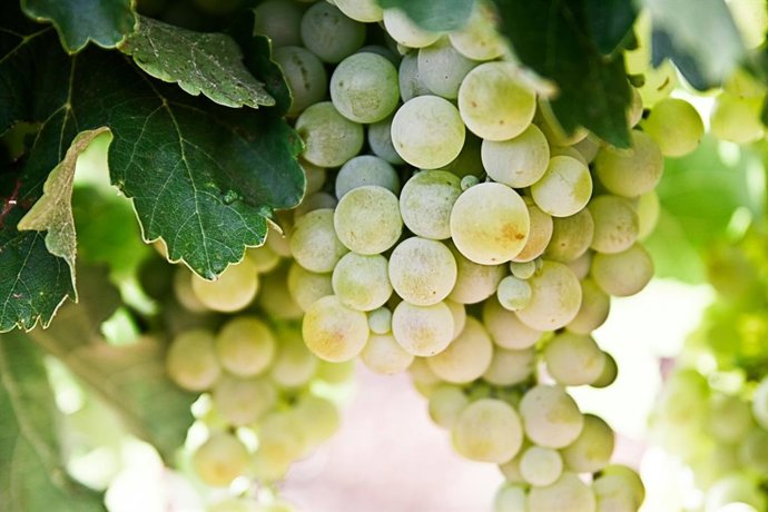 Uvas