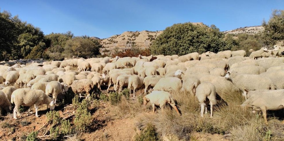 El Departamento de Agricultura insiste en la importancia de la vacunación preventiva frente a la Lengua Azul.