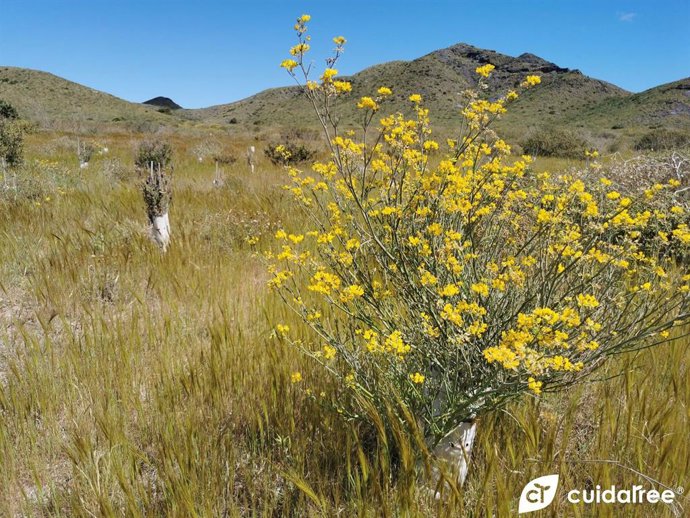 Protectores Cuidatree en una reforestación