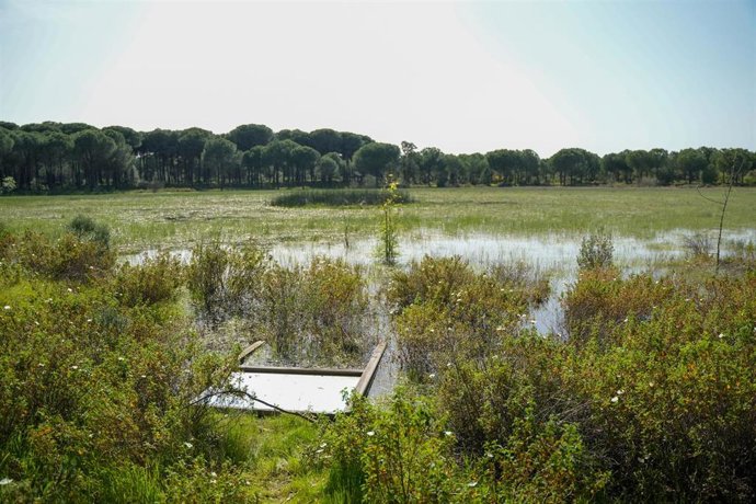 Archivo - Doñana.