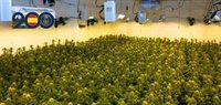 La Policía Nacional detiene en Murcia a nueve miembros de un clan familiar por tráfico de drogas