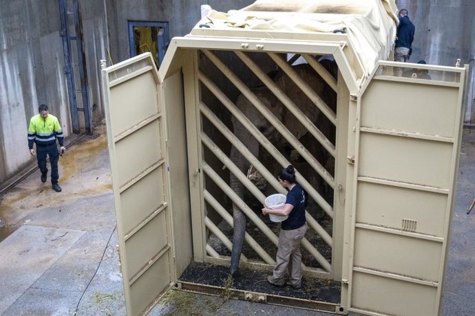 Trasllat d'elefant prenyada