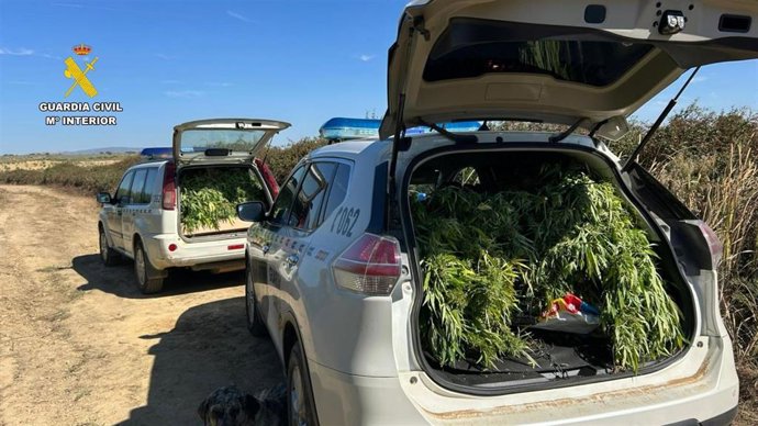 Investigación de la Guardia Civil por cultivo de marihuana en Logrosán (Cáceres)