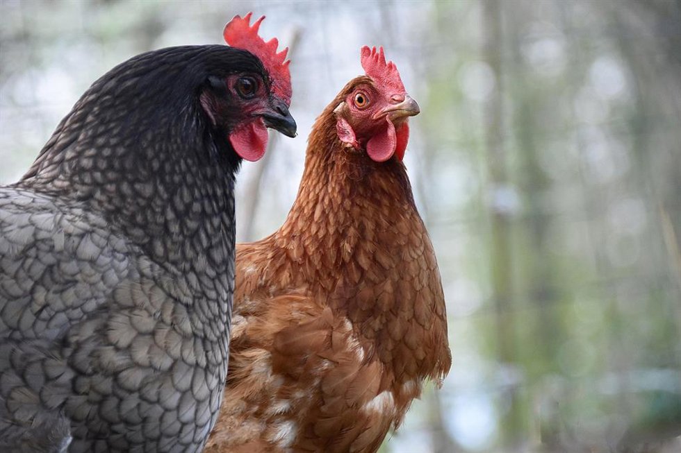 Archivo - Gallinas en Cantabria