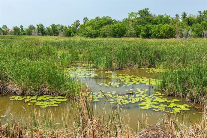 Humedal con vegetación acuática, entorno favorable para mosquitos del Nilo Occidental.