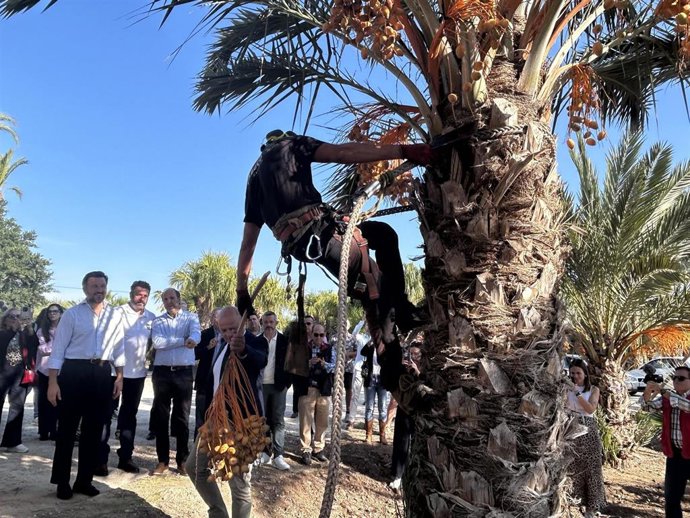 Acto del corte del primer 'ramazo' del dátil de Elche (Alicante)