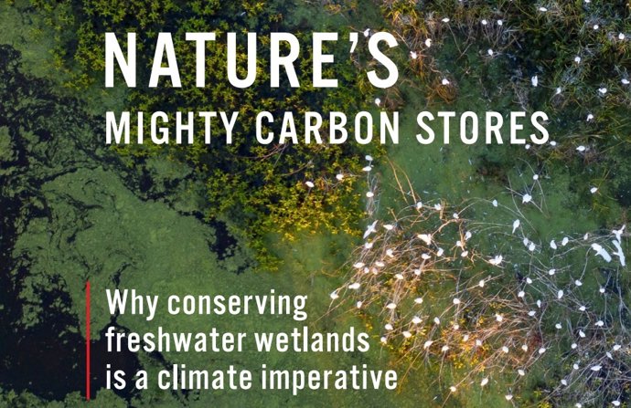 EJF pide poner a los humedales en el centro de las negociaciones de la COP30: "Son depósitos de carbono irremplazables".