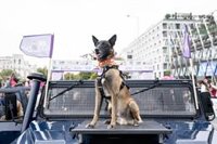 Más de 5.000 participantes correrán este domingo el Perrotón Madrid 2025 contra el abandono y el maltrato animal