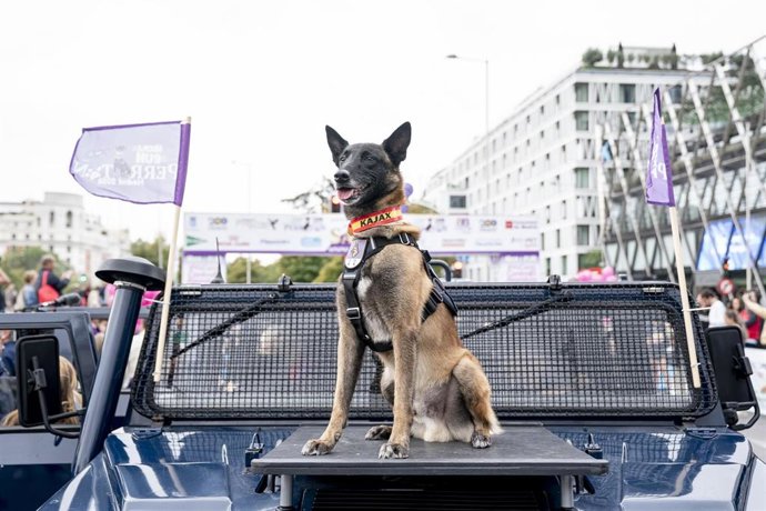 Archivo - Un perro durante la Perrotón Madrid 2024 Nicka Run by Bicentenario Policía Nacional, a 6 de octubre de 2024, en Madrid (España). 